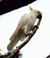 Budgies have lived in the Eucs of Australia for centuries.