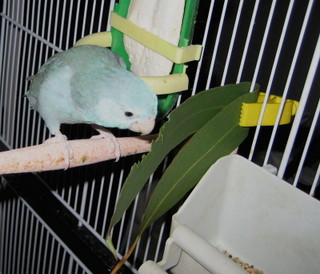 eucalyptus