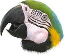 Macaw's do Eucs, too.