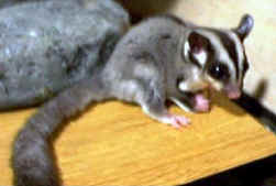 Sugar Gliders actually live in Eucs.